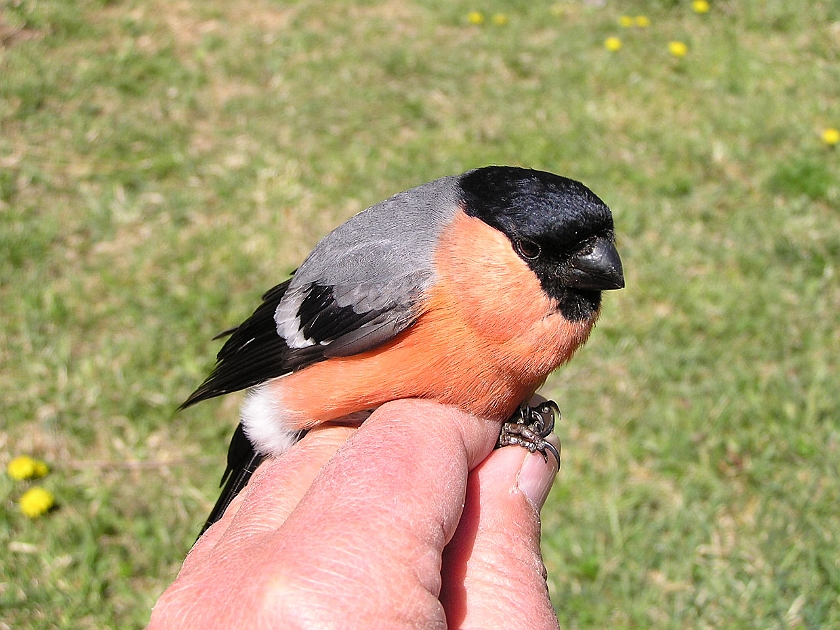 Eurasian Bullfinch, Digrans 20050515